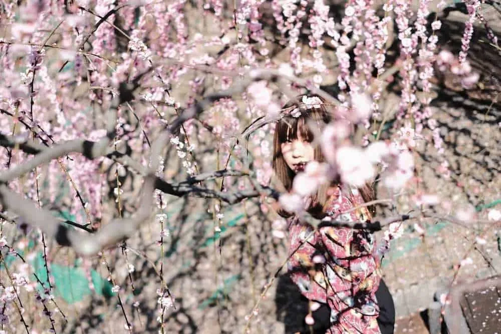 [2019年]犬山市大縣神社の梅園は見頃だった