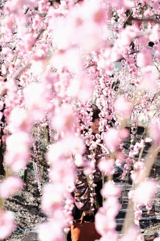 [2019年]犬山市大縣神社の梅園は見頃だった