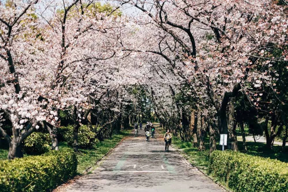 【名古屋・桜】庄内緑地公園でお花見してきた