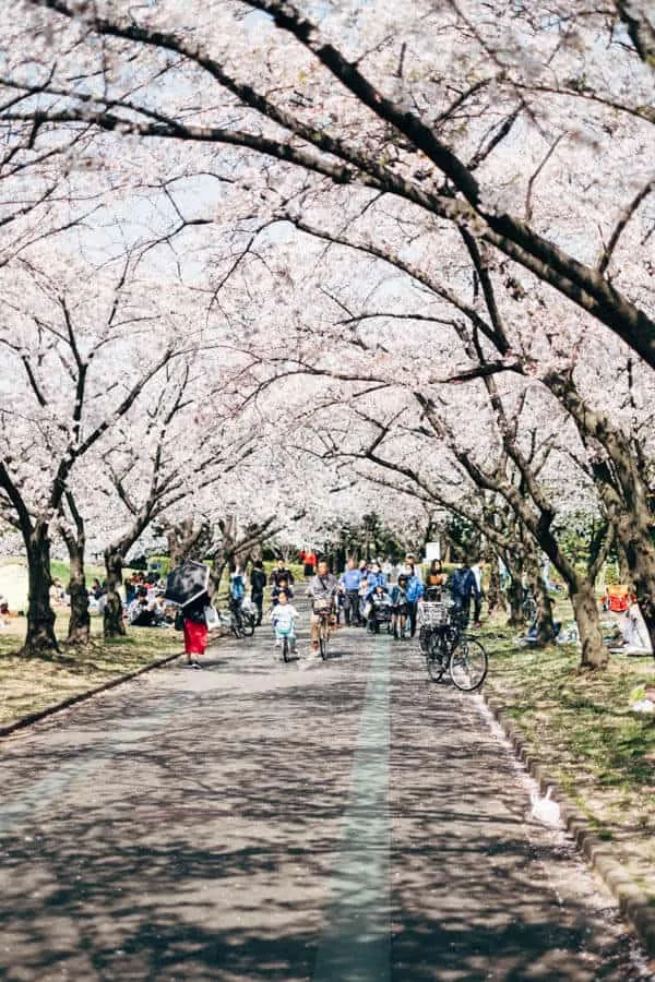 【名古屋・桜】庄内緑地公園でお花見してきた