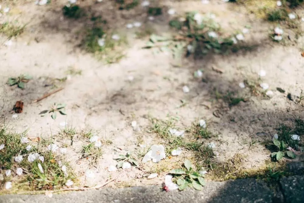 【名古屋・桜】庄内緑地公園でお花見してきた