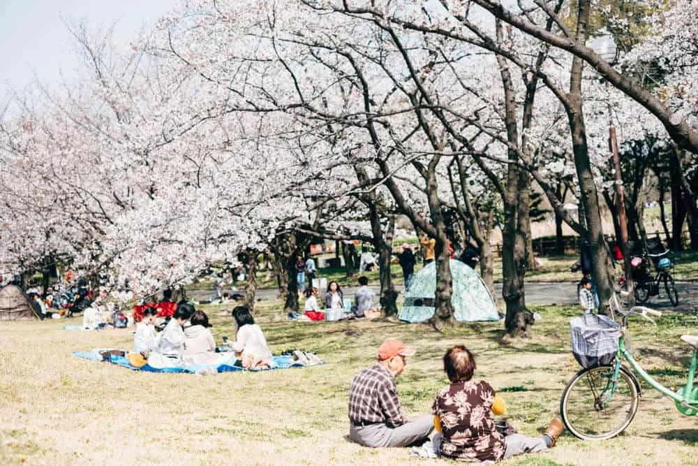 【名古屋・桜】庄内緑地公園でお花見してきた