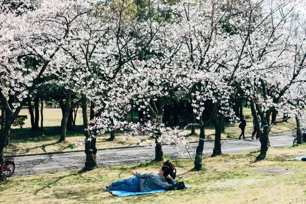 【名古屋・桜】庄内緑地公園でお花見してきた