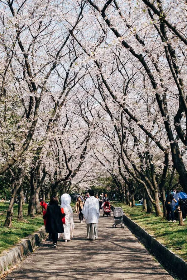 【名古屋・桜】庄内緑地公園でお花見してきた