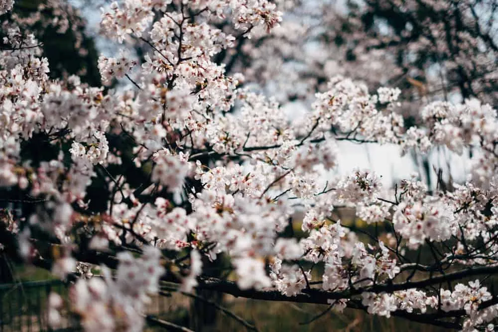 【名古屋・桜】庄内緑地公園でお花見してきた