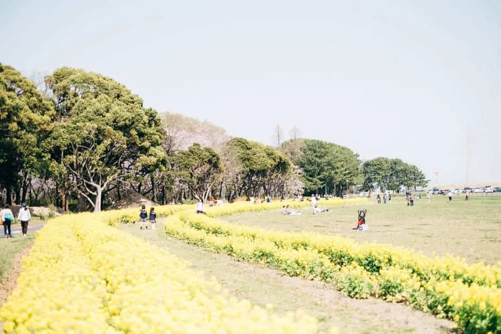【名古屋・桜】庄内緑地公園でお花見してきた