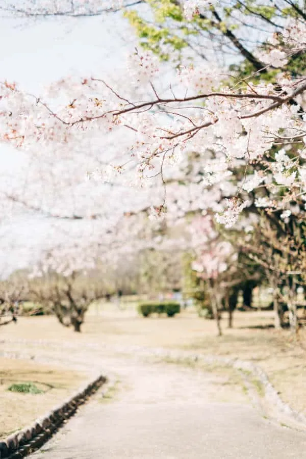 【名古屋・桜】庄内緑地公園でお花見してきた