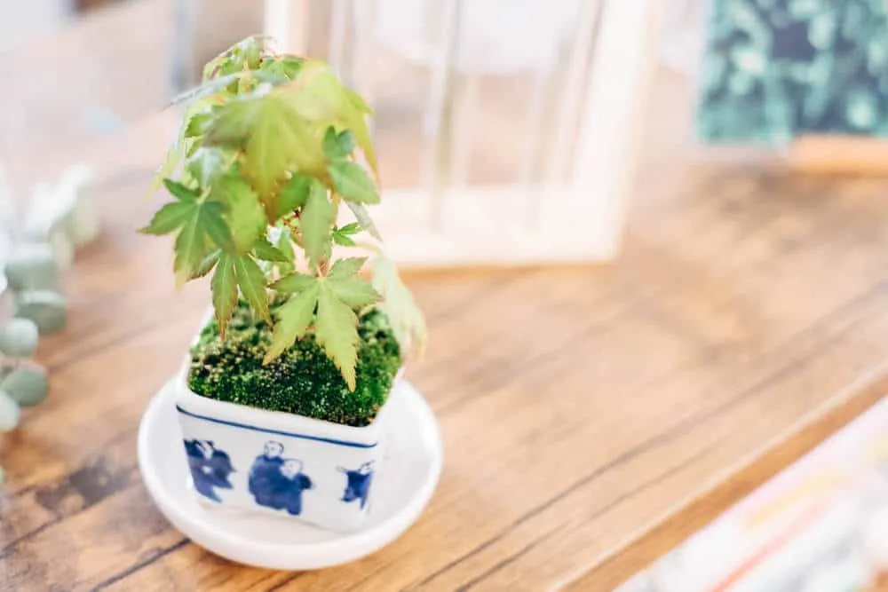 東別院の名古屋アンティークマーケットにいってきました