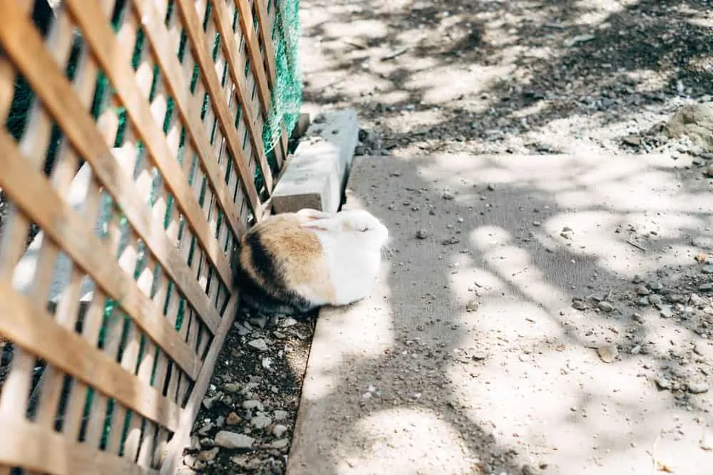 【富士フイルムX-T2】GWお出かけ那須旅行ダイジェスト