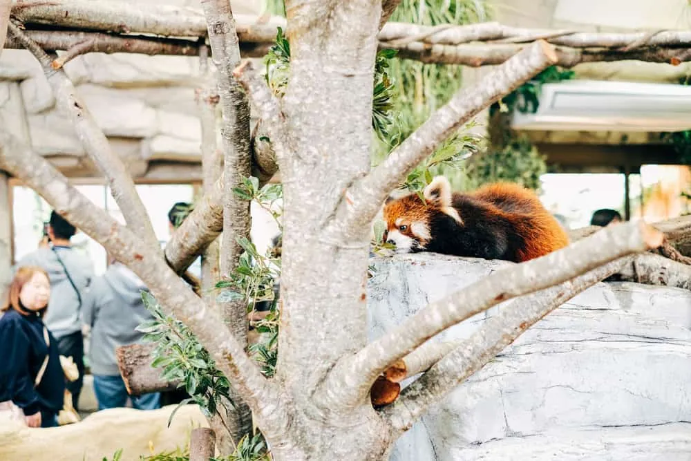 【富士フイルムX-T2】GWお出かけ那須旅行ダイジェスト