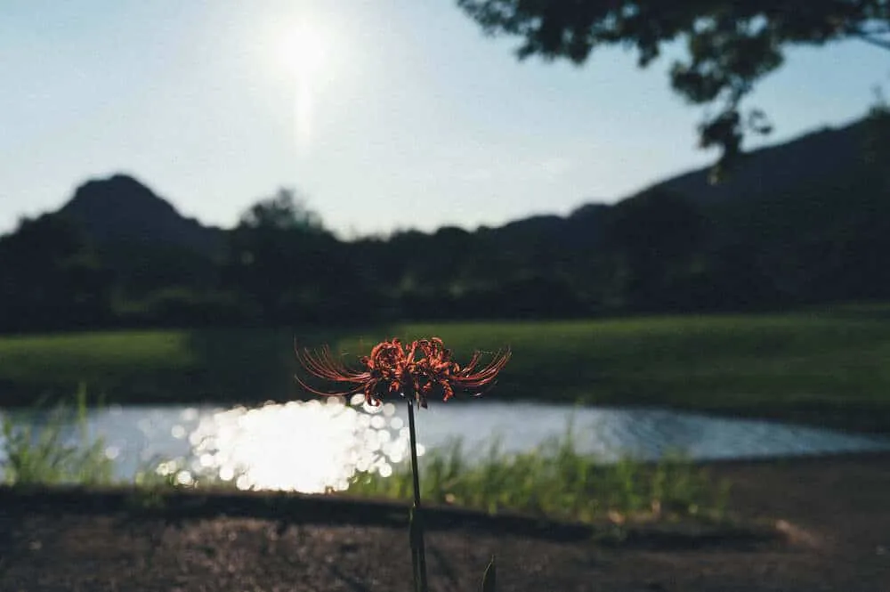 Nikon Z 6+NIKKOR Z 35mmで撮る犬山桃太郎神社と彼岸花