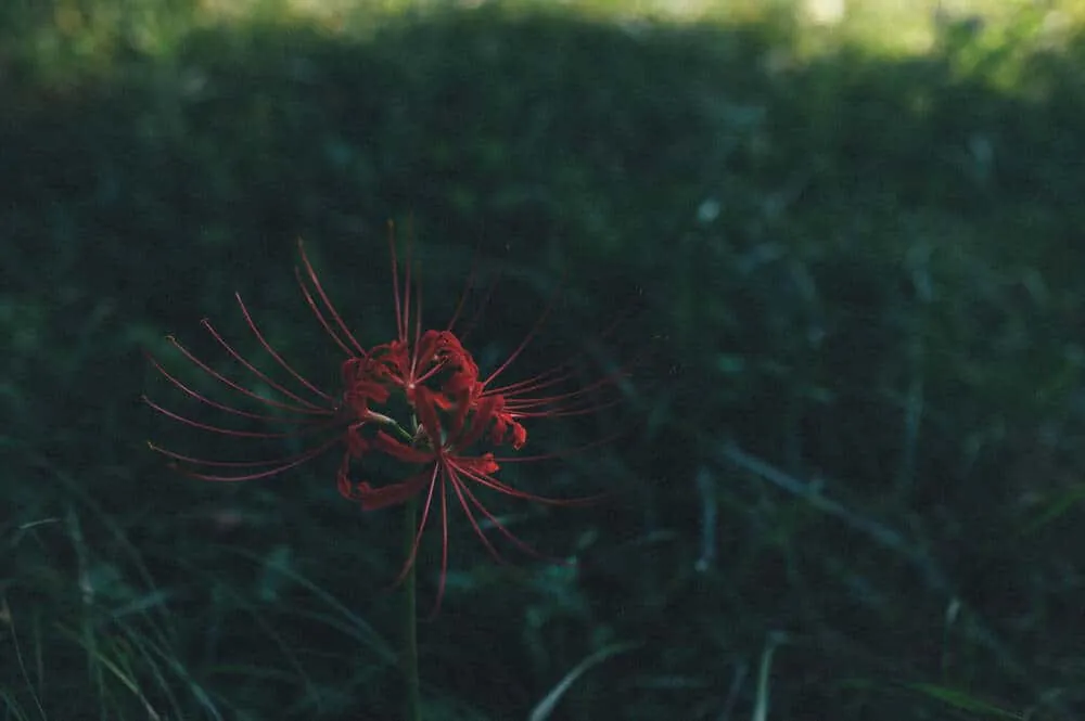 Nikon Z 6+NIKKOR Z 35mmで撮る犬山桃太郎神社と彼岸花