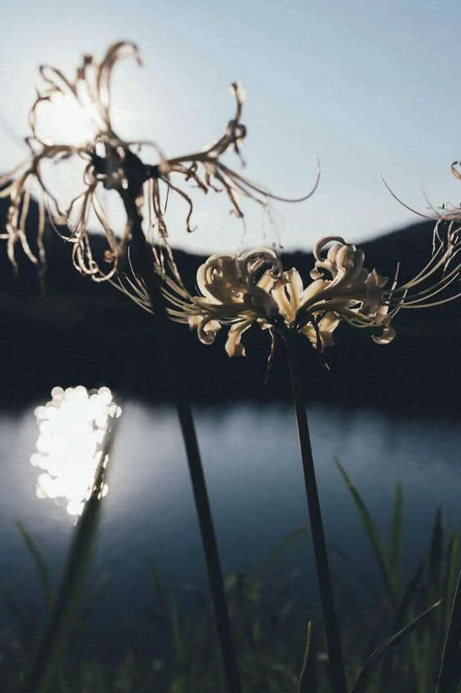 Nikon Z 6+NIKKOR Z 35mmで撮る犬山桃太郎神社と彼岸花
