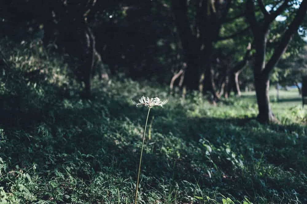 Nikon Z 6+NIKKOR Z 35mmで撮る犬山桃太郎神社と彼岸花