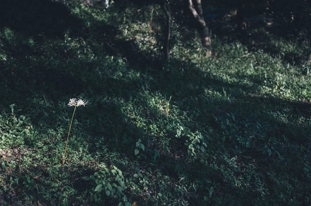 Nikon Z 6+NIKKOR Z 35mmで撮る犬山桃太郎神社と彼岸花