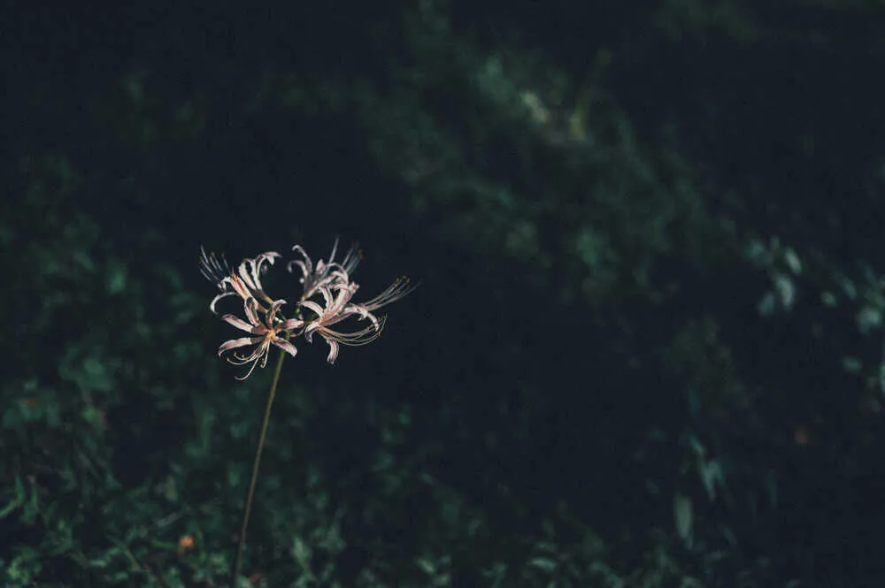 Nikon Z 6+NIKKOR Z 35mmで撮る犬山桃太郎神社と彼岸花