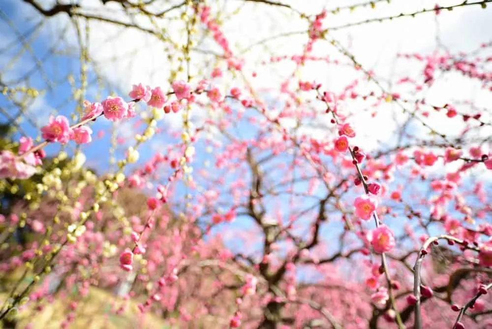 【NikonD750,Planar,Distagon作例】犬山市大縣神社(姫の宮)の梅園が見頃でした