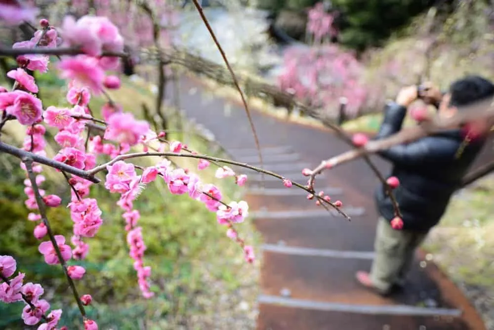 【NikonD750,Planar,Distagon作例】犬山市大縣神社(姫の宮)の梅園が見頃でした