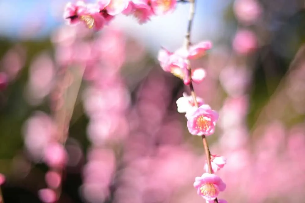 【NikonD750,Planar,Distagon作例】犬山市大縣神社(姫の宮)の梅園が見頃でした