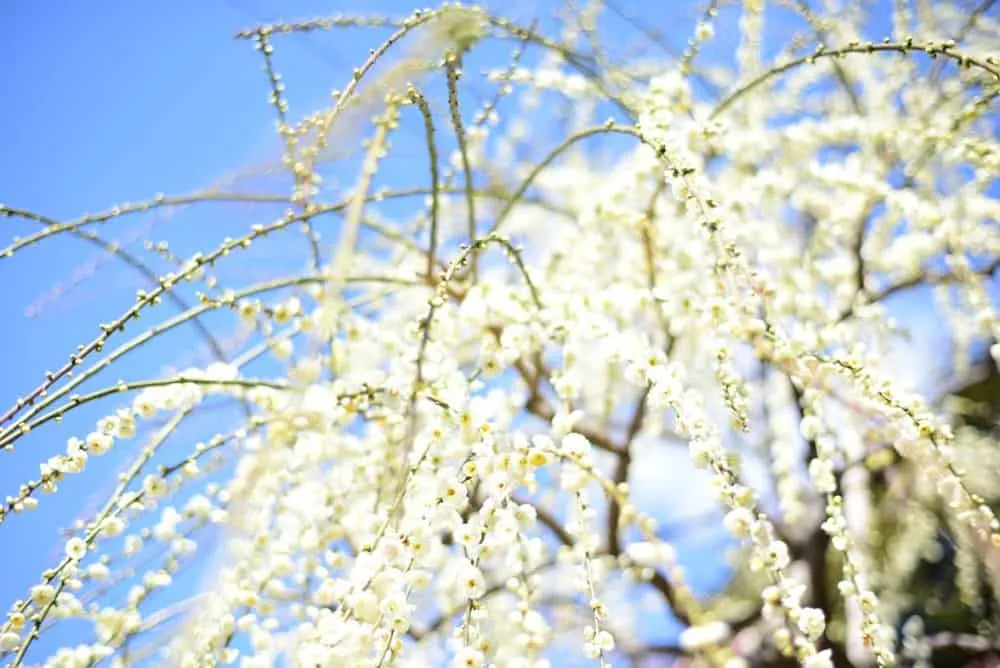 【NikonD750,Planar,Distagon作例】犬山市大縣神社(姫の宮)の梅園が見頃でした