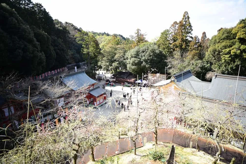 【NikonD750,Planar,Distagon作例】犬山市大縣神社(姫の宮)の梅園が見頃でした