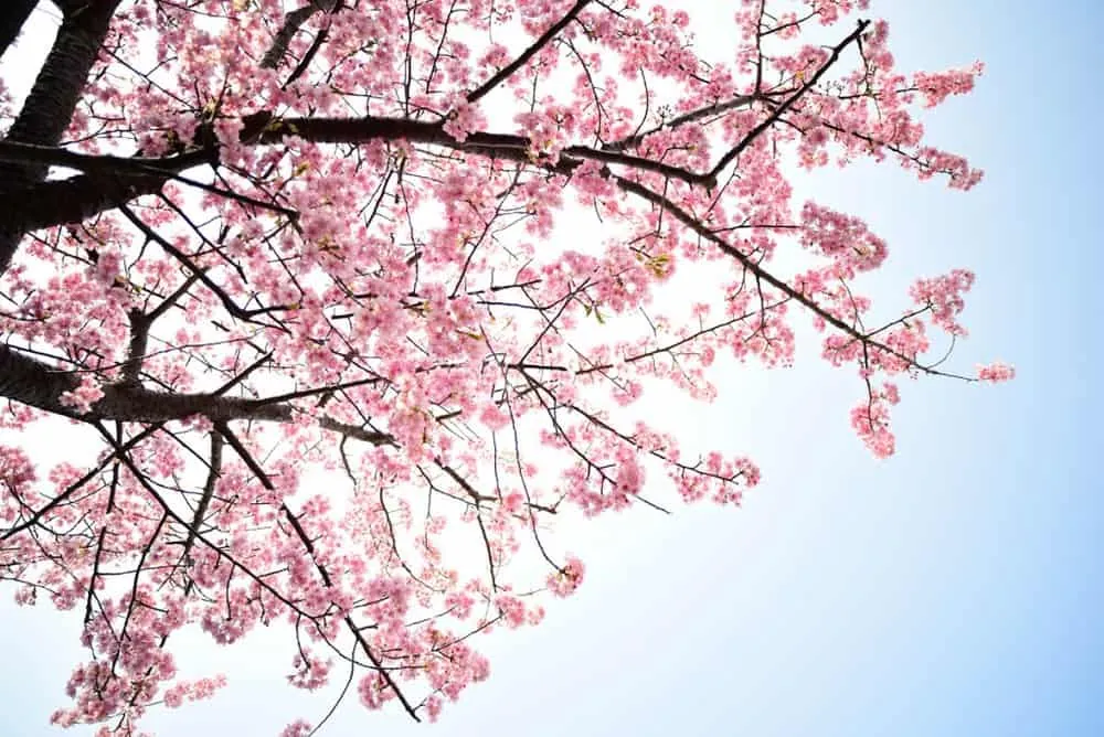 田原市の「免々田川菜の花・桜まつり」を撮影してきました。