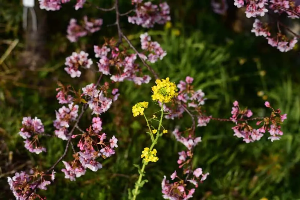 田原市の「免々田川菜の花・桜まつり」を撮影してきました。