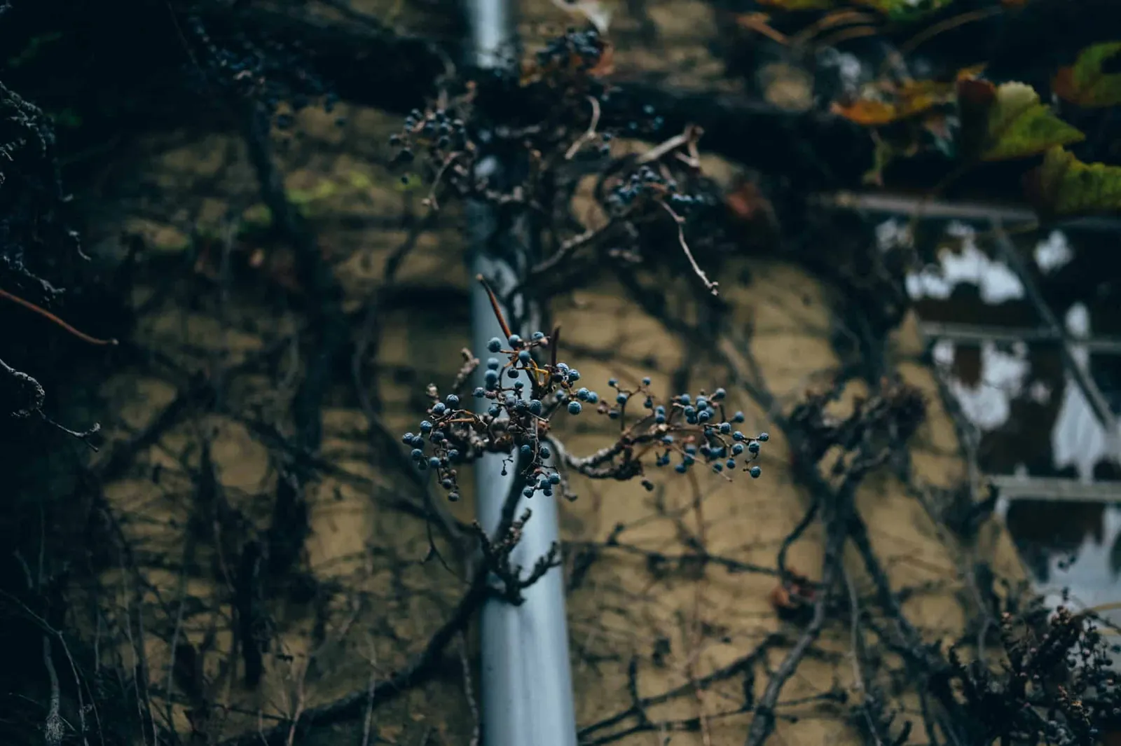 「よこひげさんぽ 倉敷」行ってきた