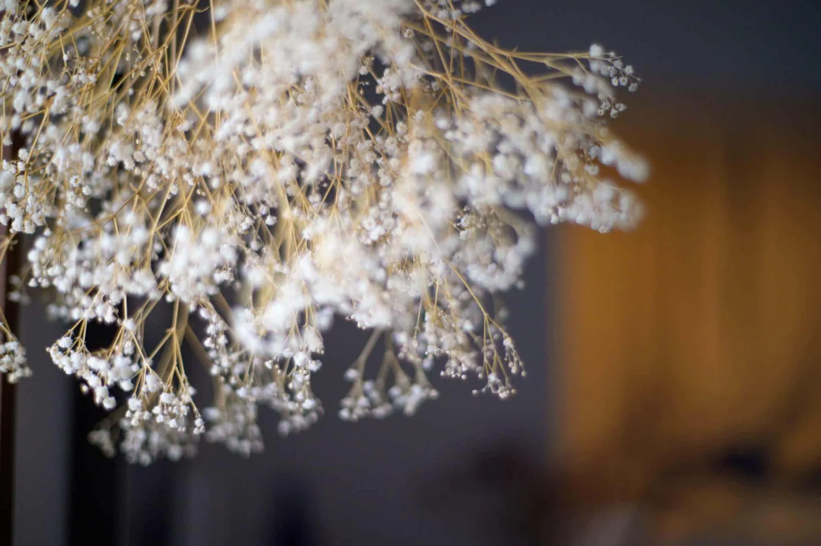 【Nikon Z 6】焦点工房ヤシコンアダプターSHOTEN CY-NZを買ってみた