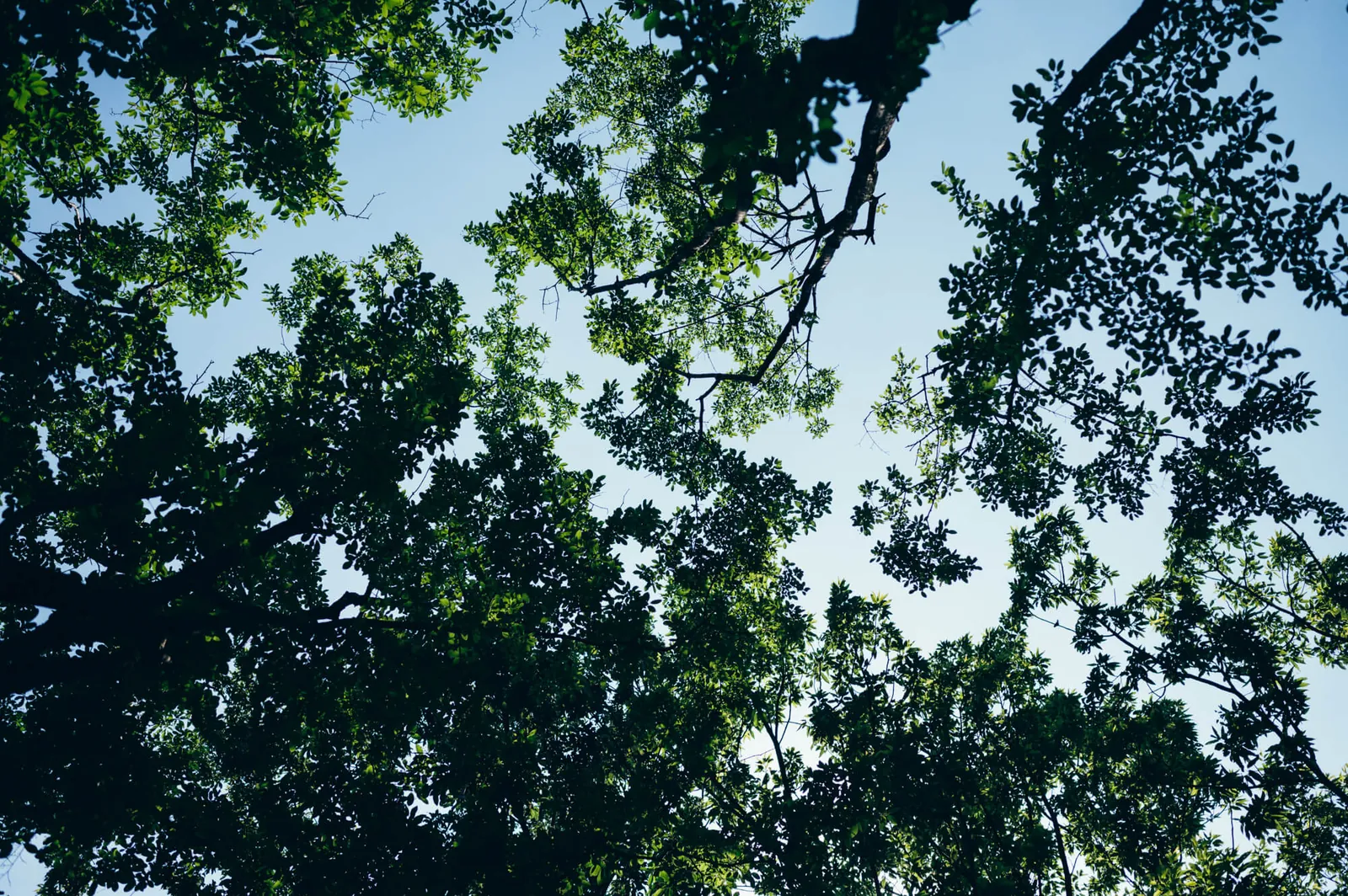 庄内緑地公園でピクニックしてきた