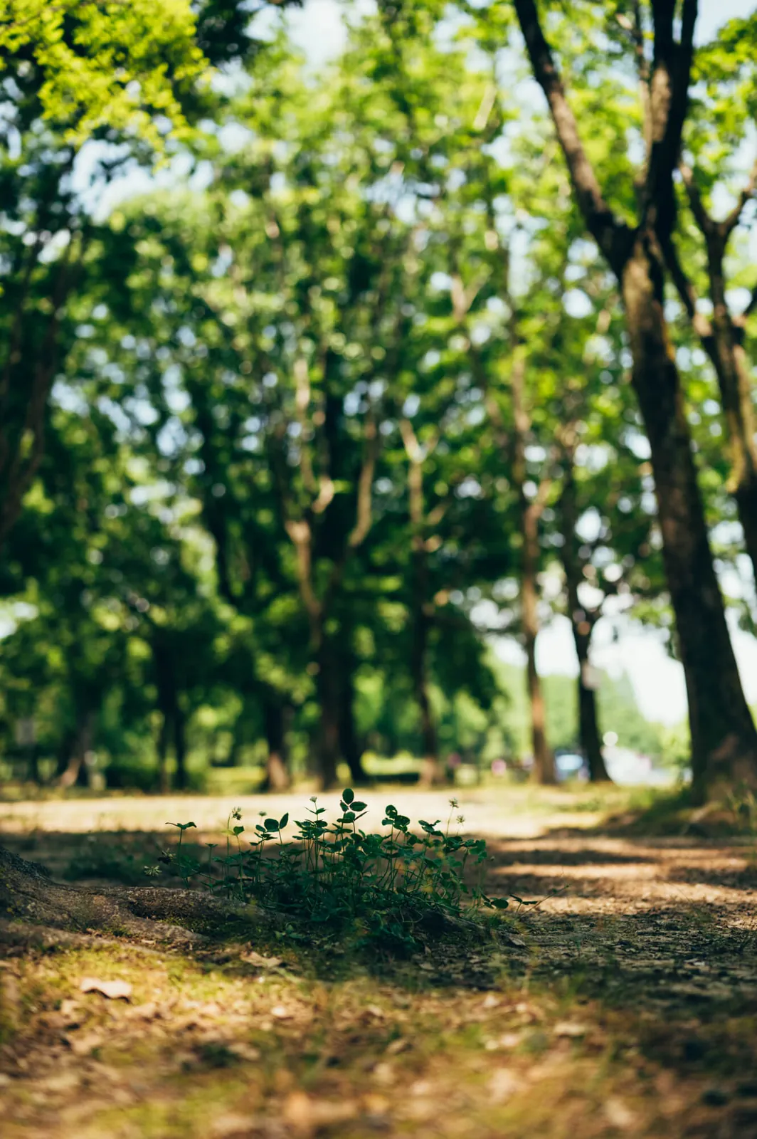 庄内緑地公園でピクニックしてきた