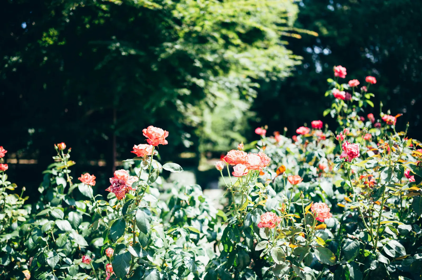 庄内緑地公園でピクニックしてきた