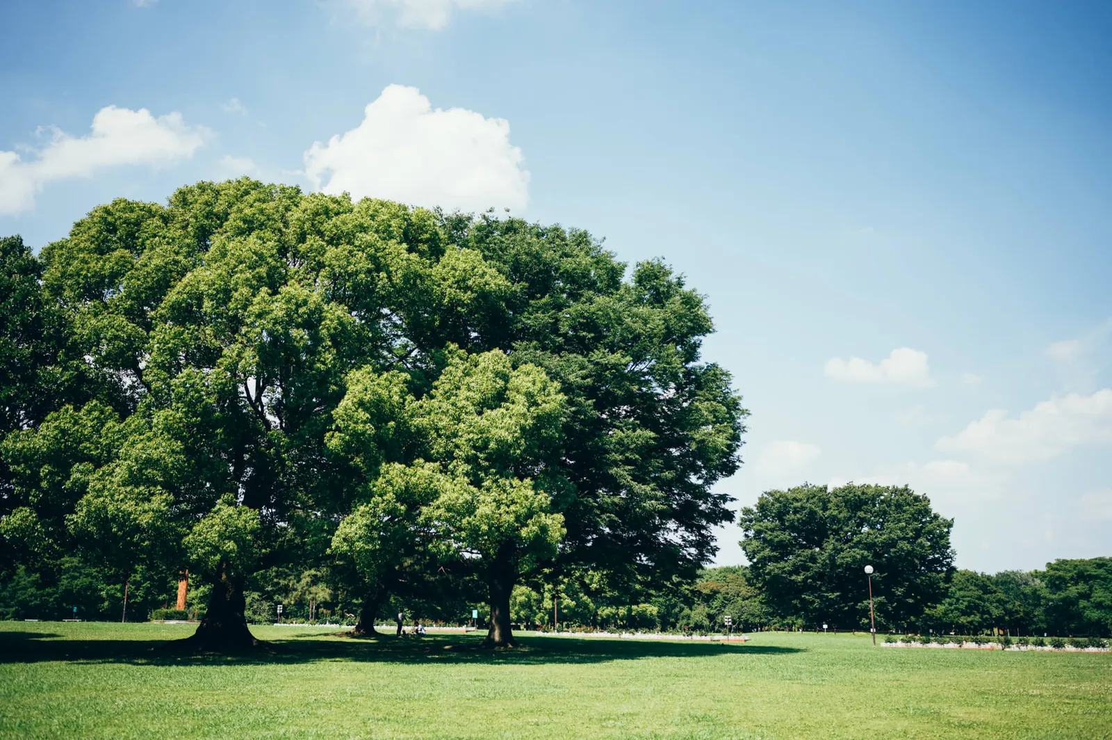 庄内緑地公園でピクニックしてきた