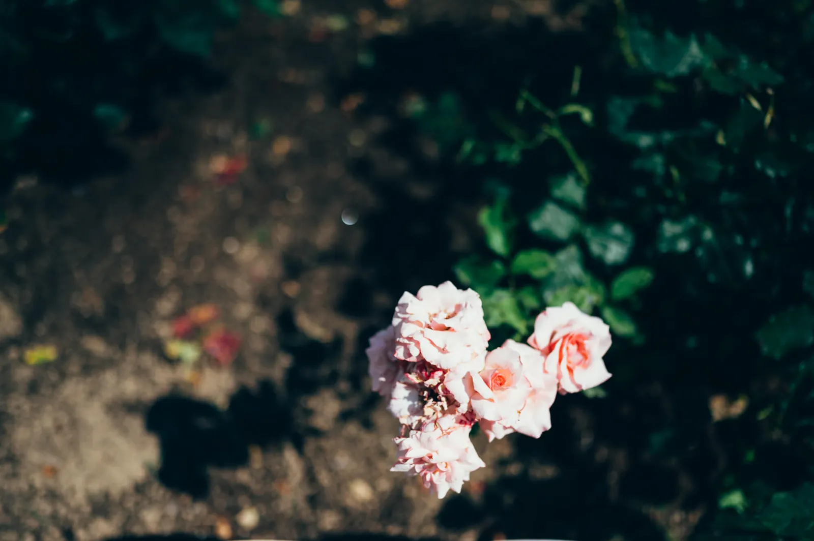 庄内緑地公園でピクニックしてきた