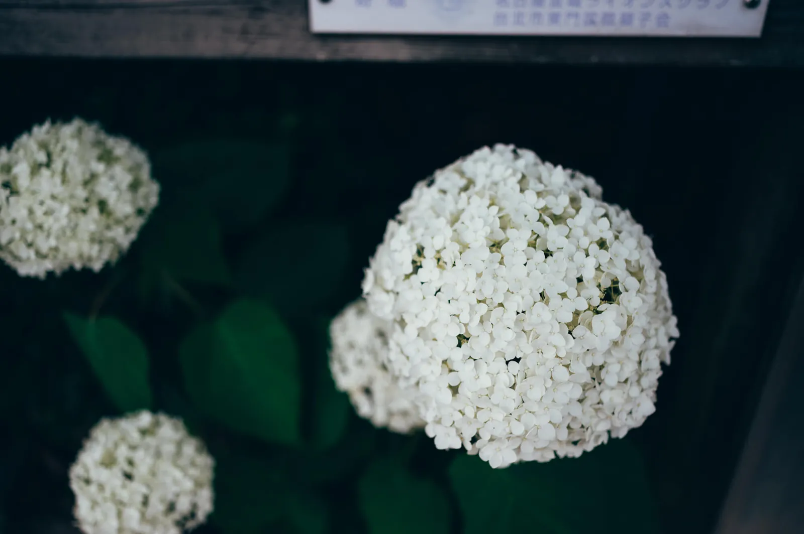 庄内緑地公園でピクニックしてきた