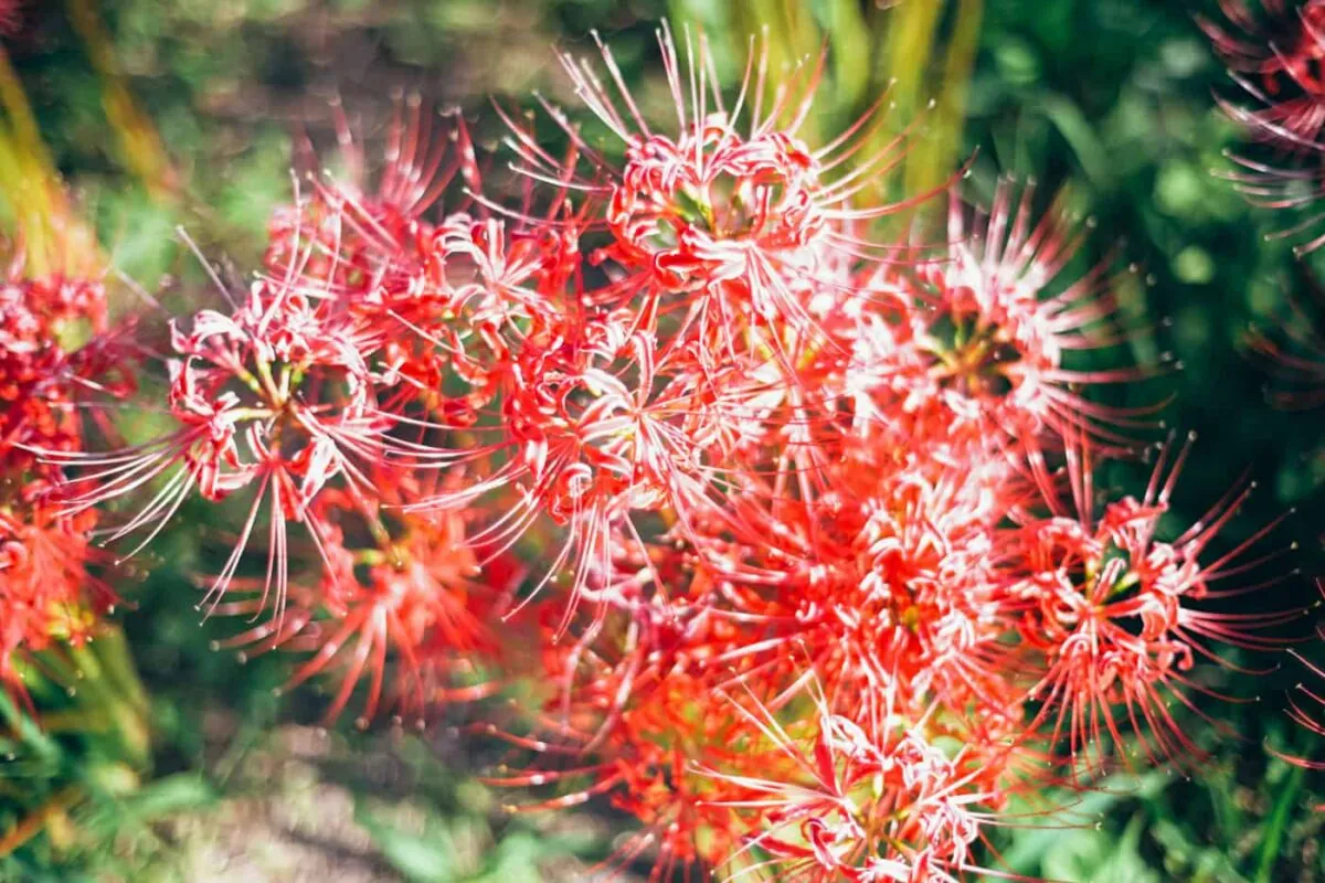 半田市矢勝川で彼岸花を楽しんできた日