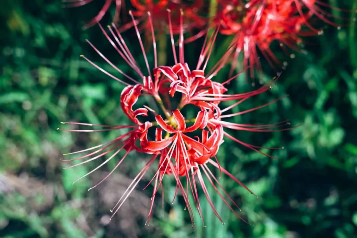 半田市矢勝川で彼岸花を楽しんできた日
