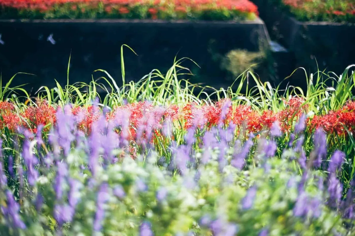 半田市矢勝川で彼岸花を楽しんできた日