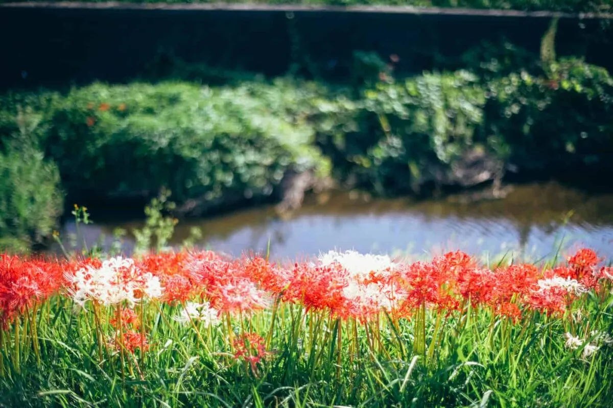 半田市矢勝川で彼岸花を楽しんできた日