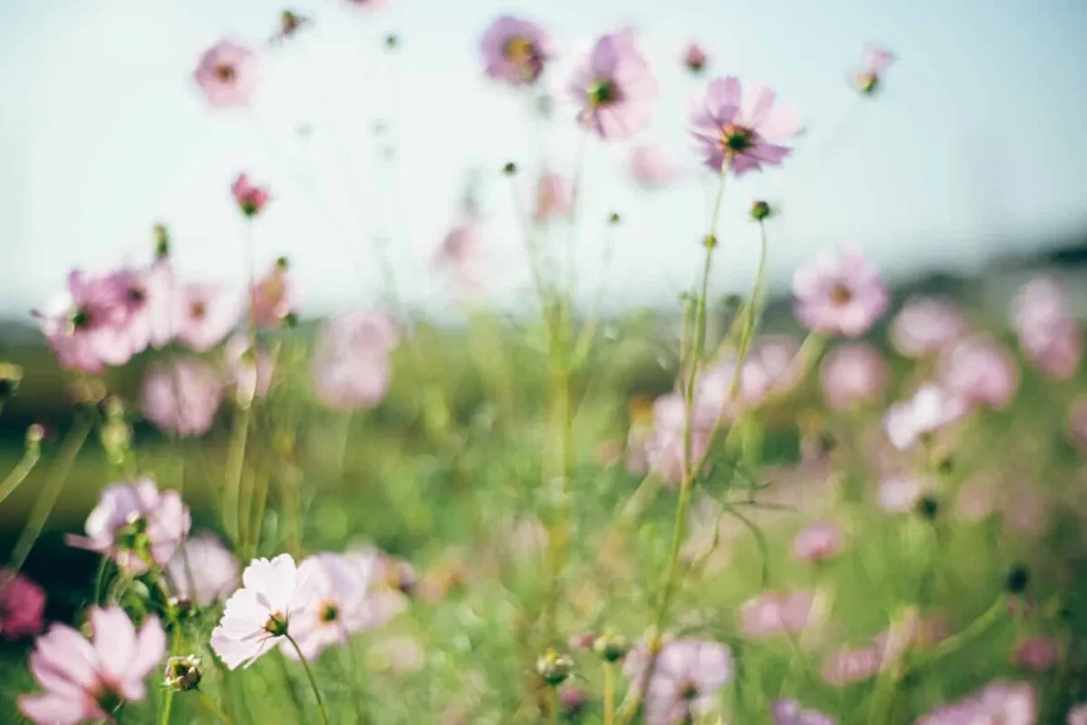 半田市矢勝川で彼岸花を楽しんできた日