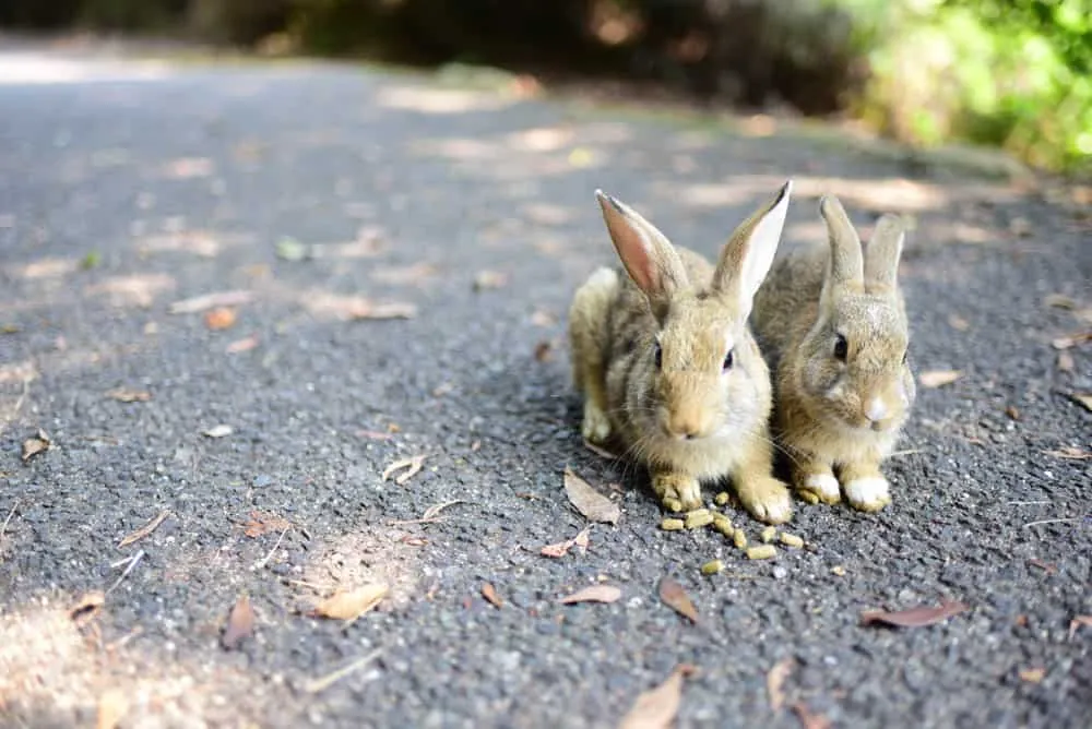 【NikonD750作例】「うさぎ島」大久野島へ行ってきました(竹原・尾道も)