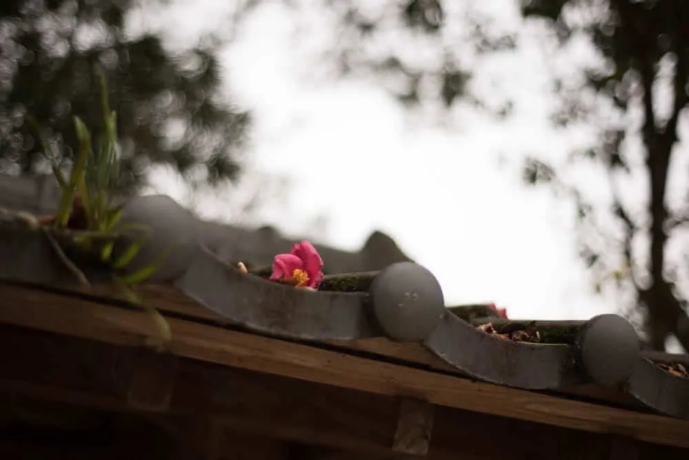 【作例】Nikon D750とDistagon、Planarで鹿児島旅行に行きました。