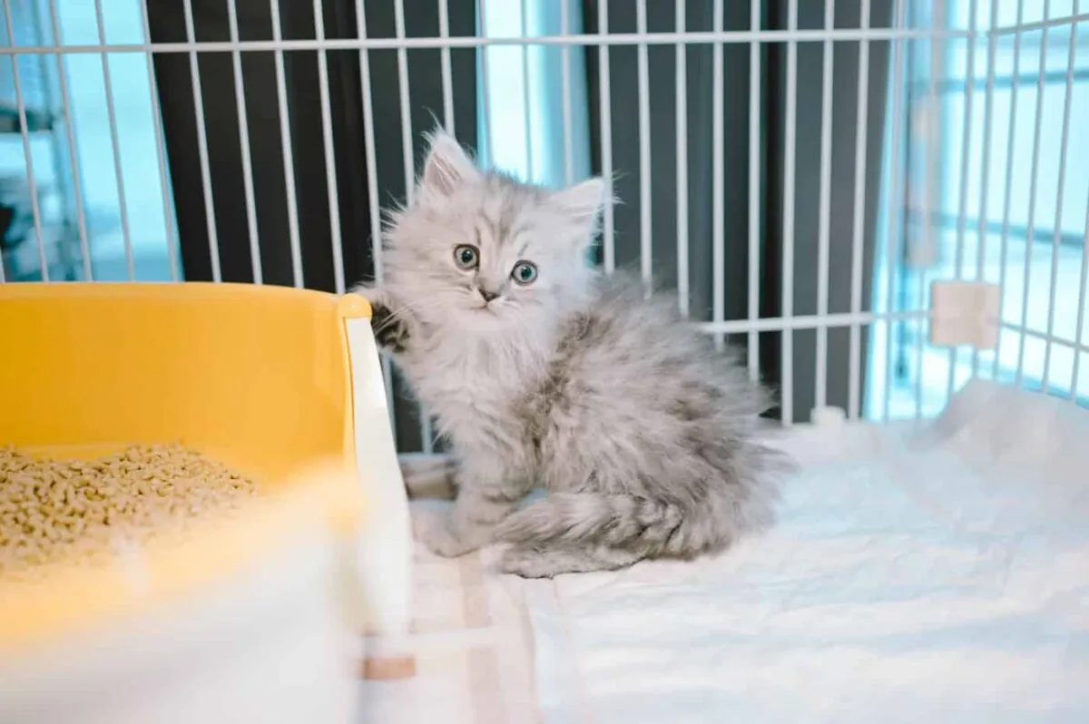 【Nikon Z 6】子猫との7日間