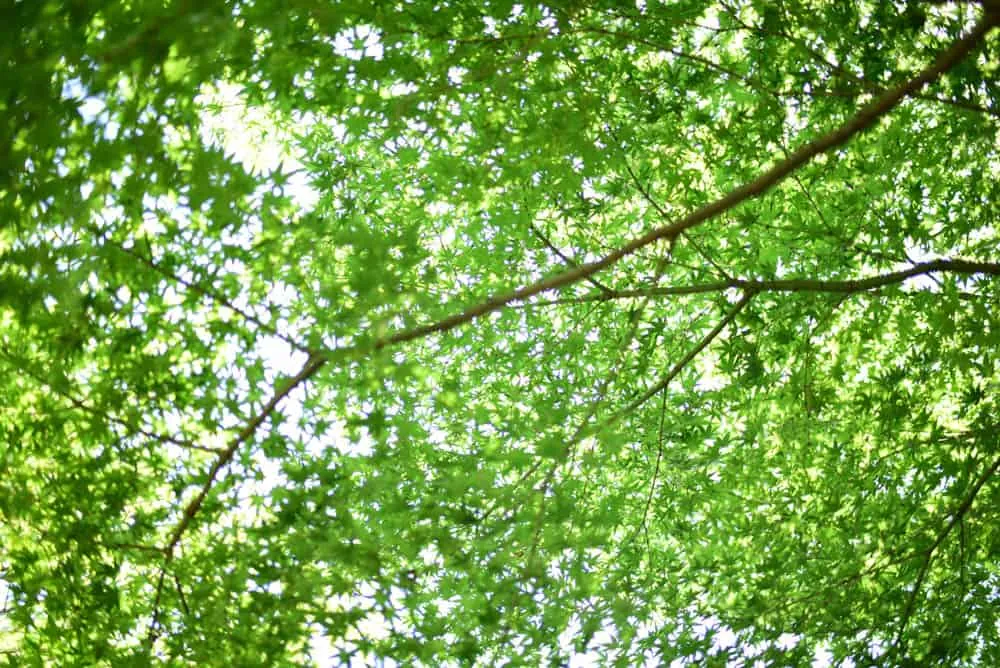 【Nikon D750作例】木曽三川公園の船頭平河川公園に撮影にいってきました。