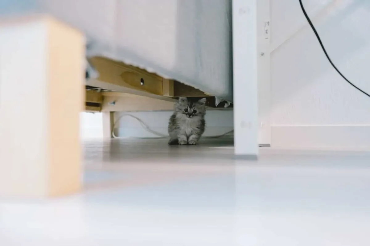 【Nikon Z 6】子猫との7日間