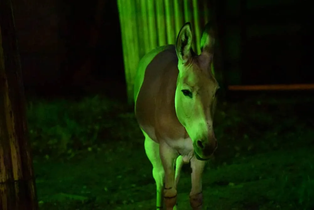 夜の動物園。東山動植物園「ナイトZOO」をNikon D750で撮影してきました。
