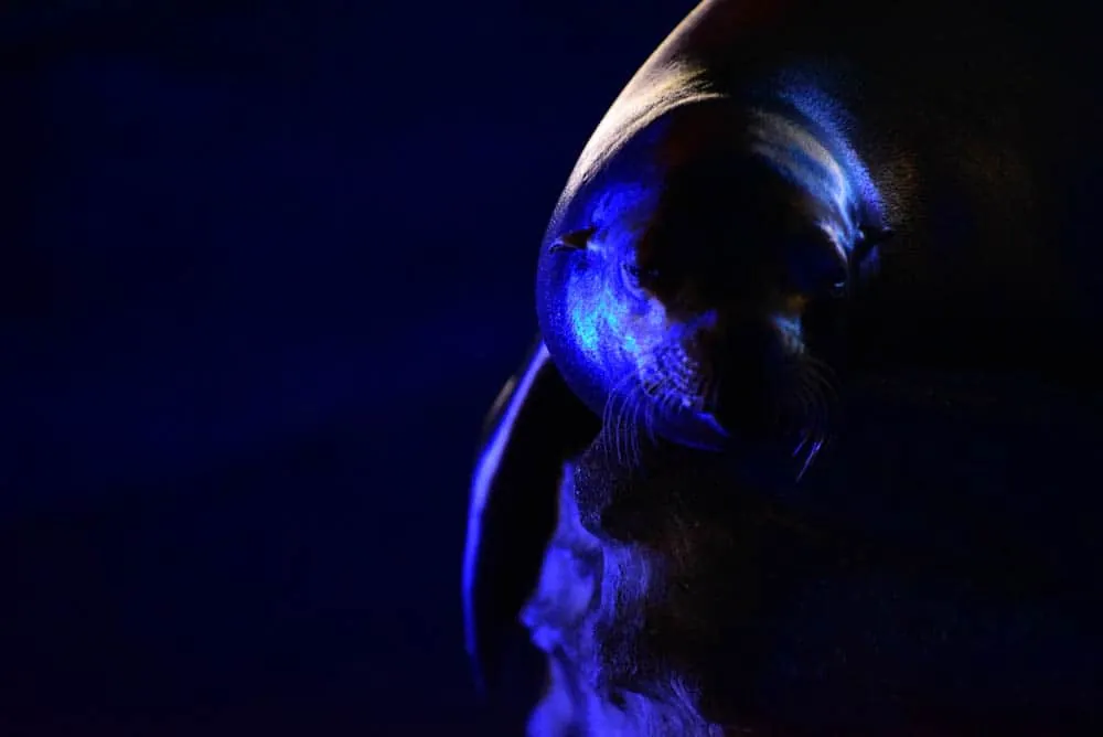 夜の動物園。東山動植物園「ナイトZOO」をNikon D750で撮影してきました。