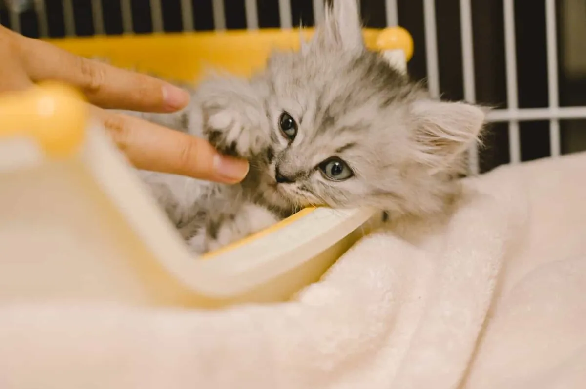 【Nikon Z 6】子猫との7日間