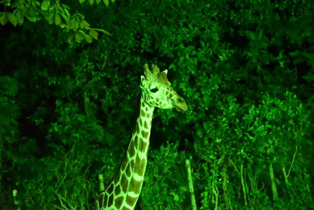 夜の動物園。東山動植物園「ナイトZOO」をNikon D750で撮影してきました。