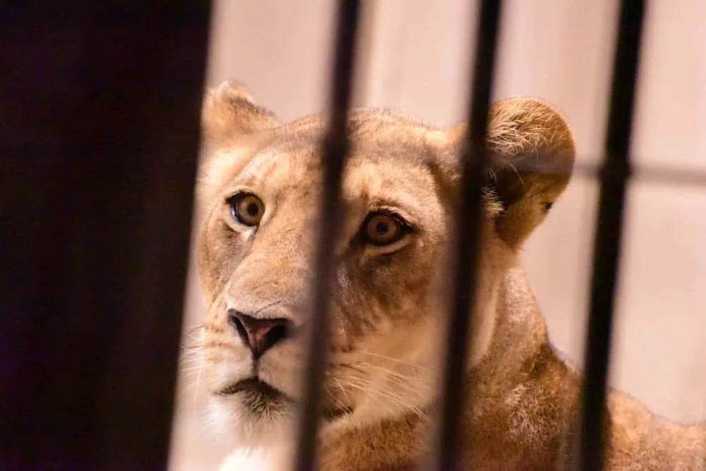 夜の動物園。東山動植物園「ナイトZOO」をNikon D750で撮影してきました。
